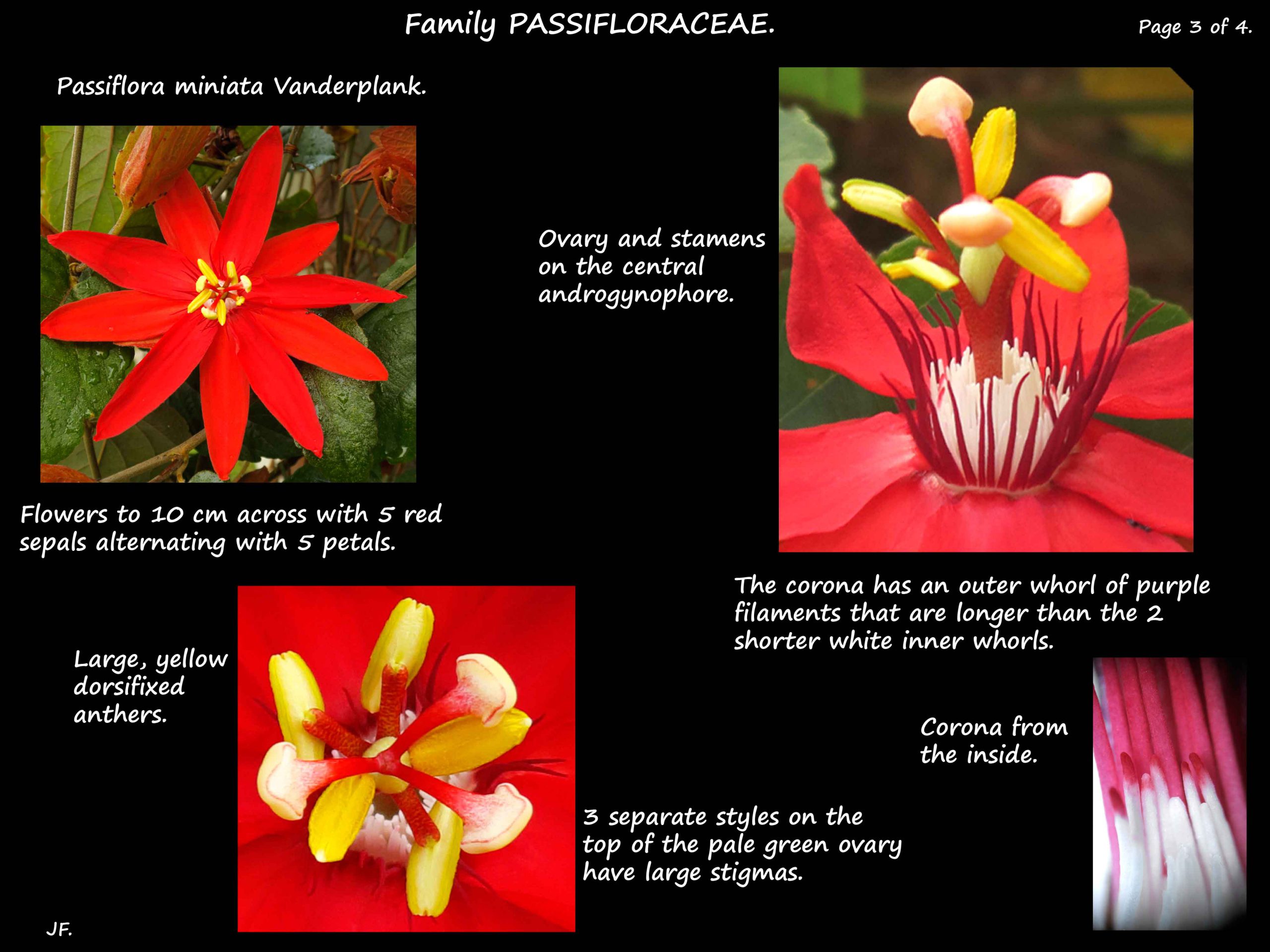 3 Scarlet Passion flower